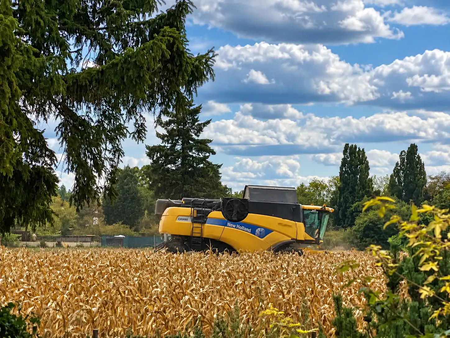 Ein gelber Mähdrescher erntet das Feld vor meinem Fenster; Foto mit KI aufbereitet.
